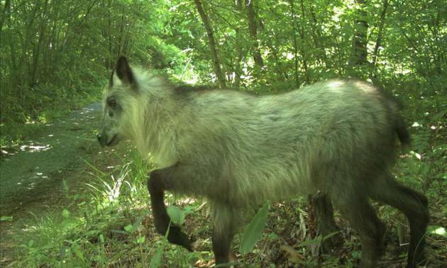 核泄漏十年后的日本福岛：变成野生动物的天堂