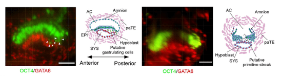 守护生命起源的健康：如何破解人类生育力下降难题